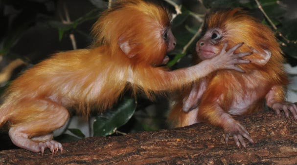 Exotic Animals at Skansen